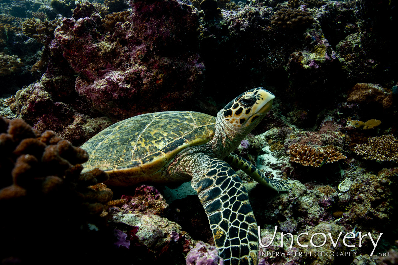Hawksbill Sea Turtle (eretmochelys Imbricata) shot in Maldives|Male Atoll|South Male Atoll|Maafushi Beiru