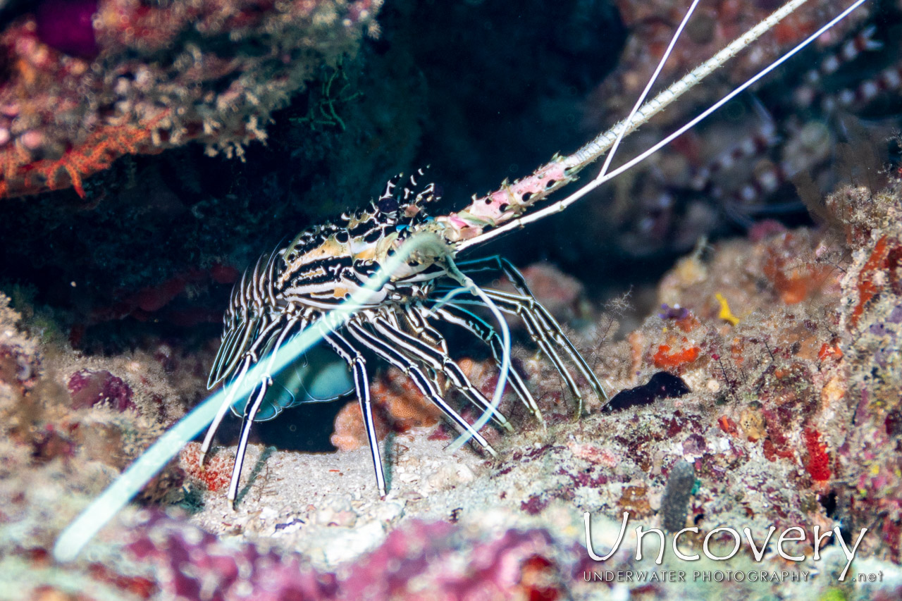 Painted Spiny Lobster (panulirus Versicolor) shot in Maldives|Male Atoll|South Male Atoll|Maafushi Beiru