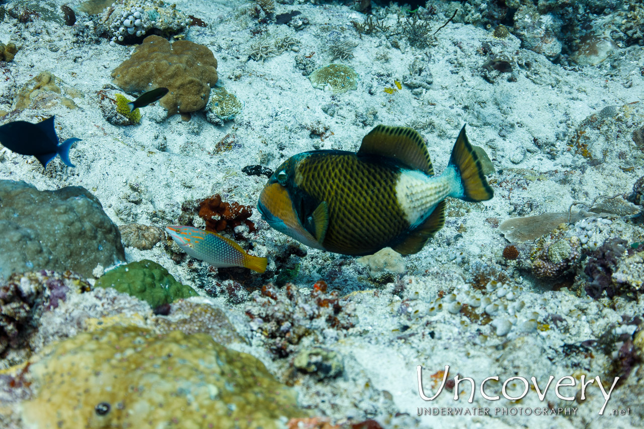 Titan Triggerfish (balistoides Viridescens), photo taken in Maldives, Male Atoll, South Male Atoll, Cocoa Corner