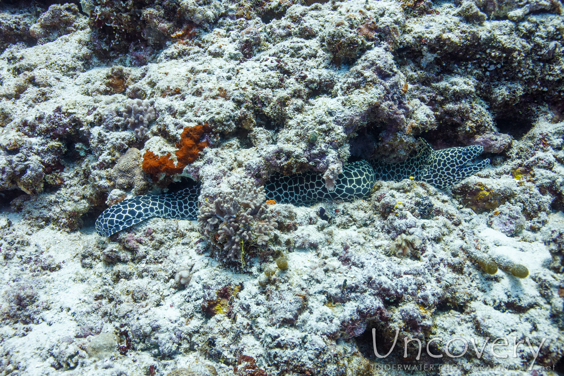 Honeycomb Moray (gymnothorax Favagineus), photo taken in Maldives, Male Atoll, South Male Atoll, Maafushi Beiru