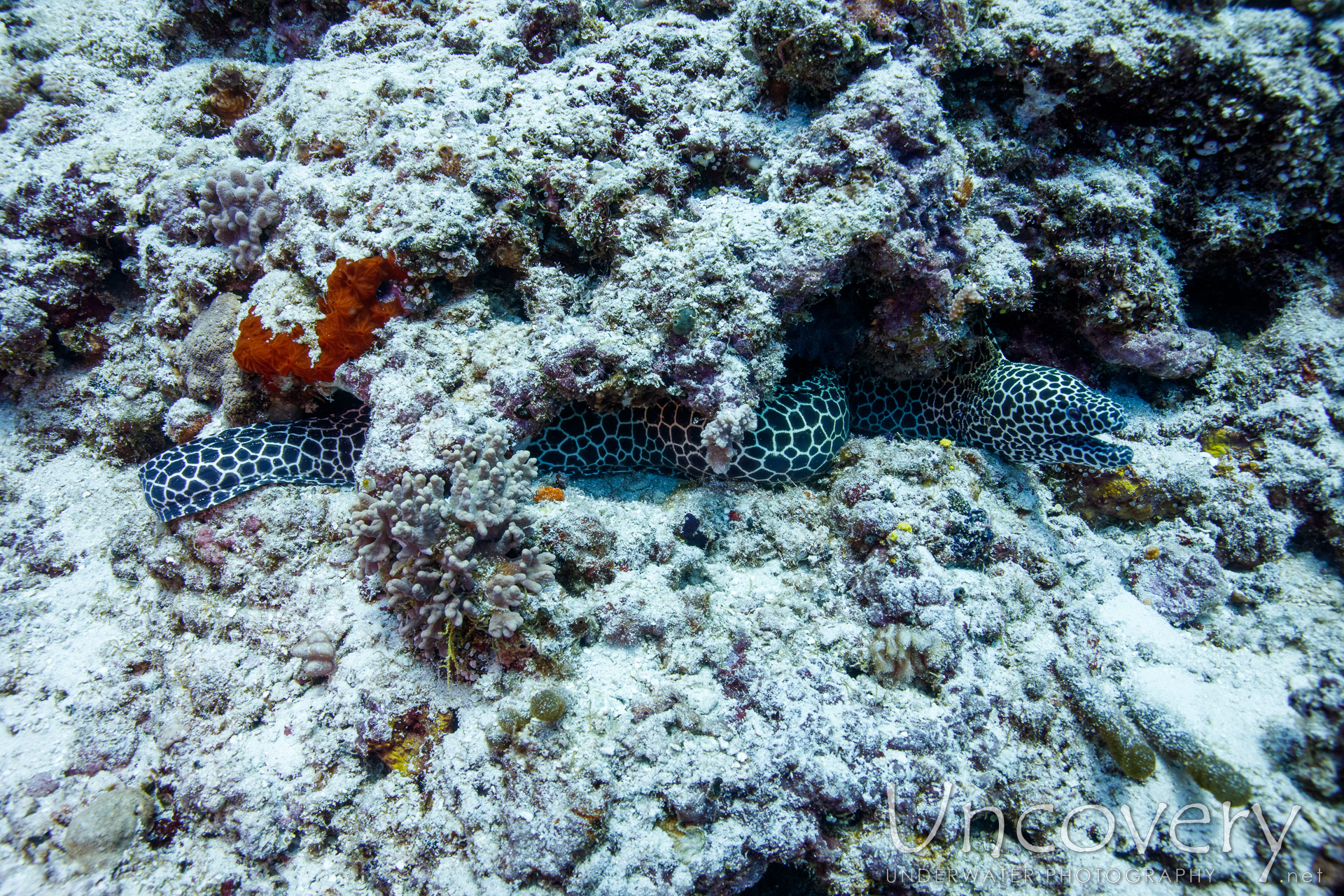 Honeycomb Moray (gymnothorax Favagineus), photo taken in Maldives, Male Atoll, South Male Atoll, Maafushi Beiru