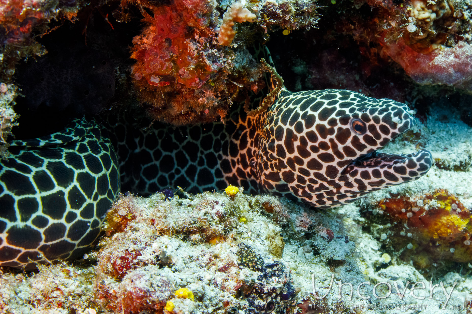 Honeycomb Moray (gymnothorax Favagineus), photo taken in Maldives, Male Atoll, South Male Atoll, Maafushi Beiru