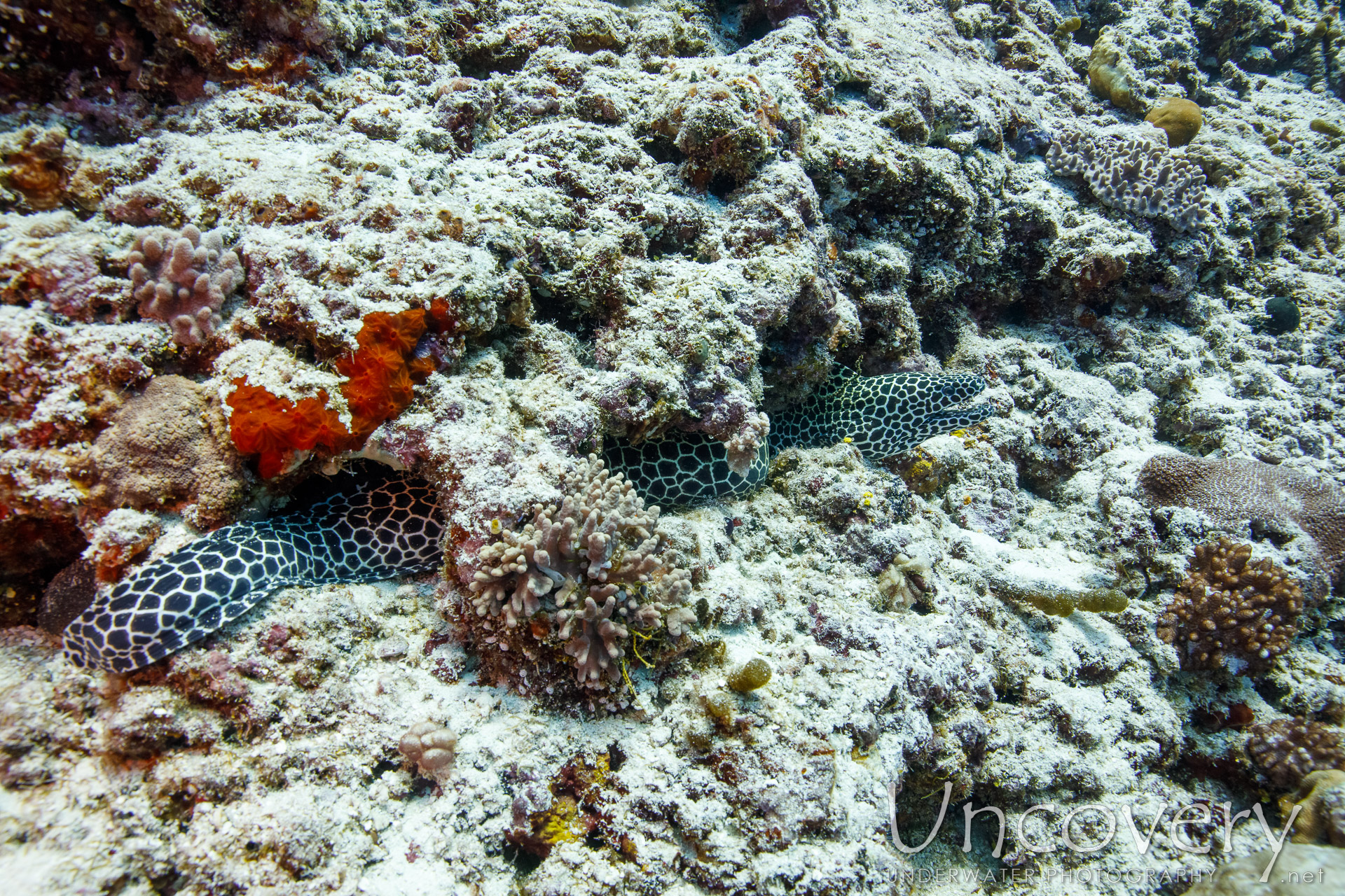 Honeycomb Moray (gymnothorax Favagineus), photo taken in Maldives, Male Atoll, South Male Atoll, Maafushi Beiru