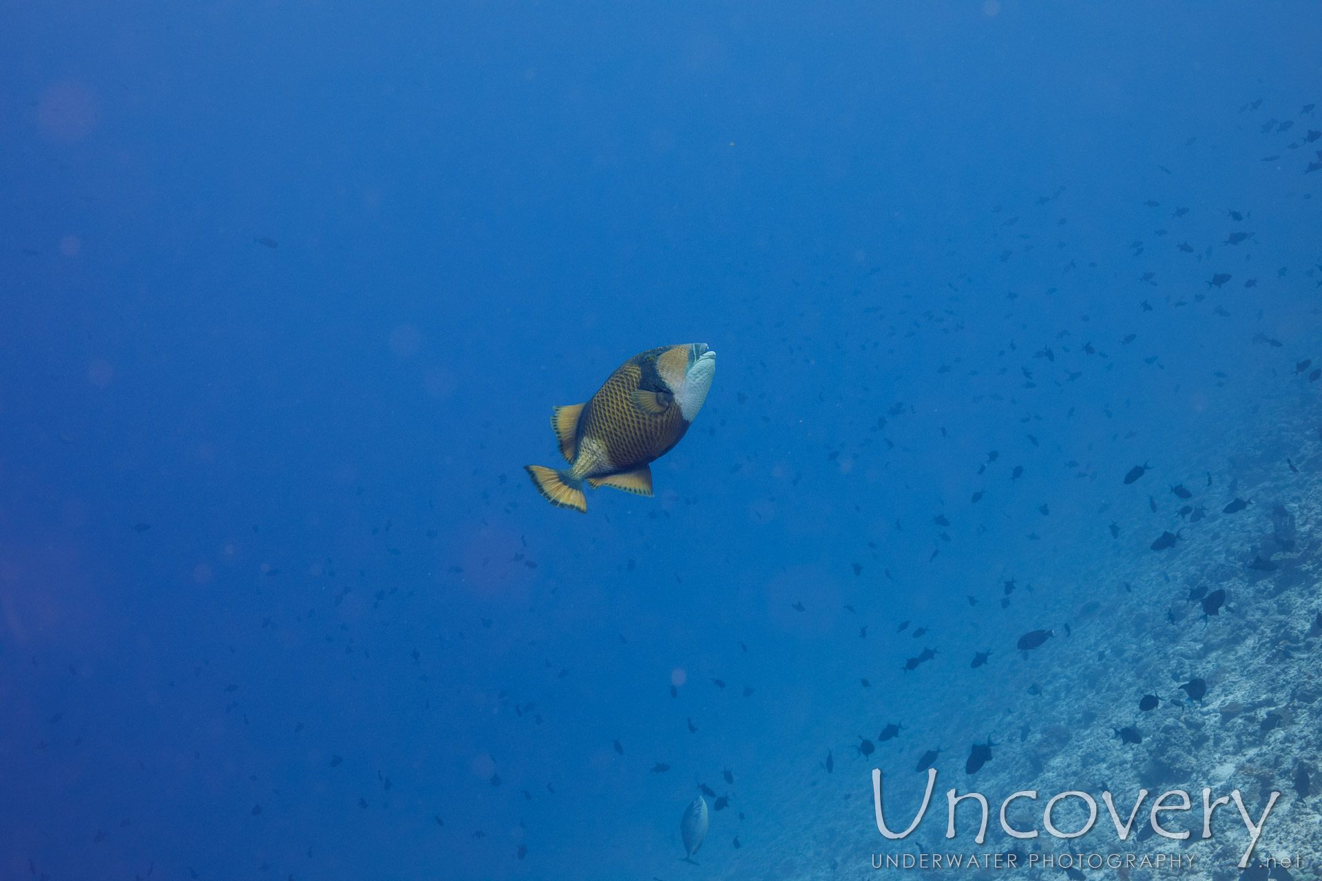 Titan Triggerfish (balistoides Viridescens), photo taken in Maldives, Male Atoll, South Male Atoll, Maafushi Beiru