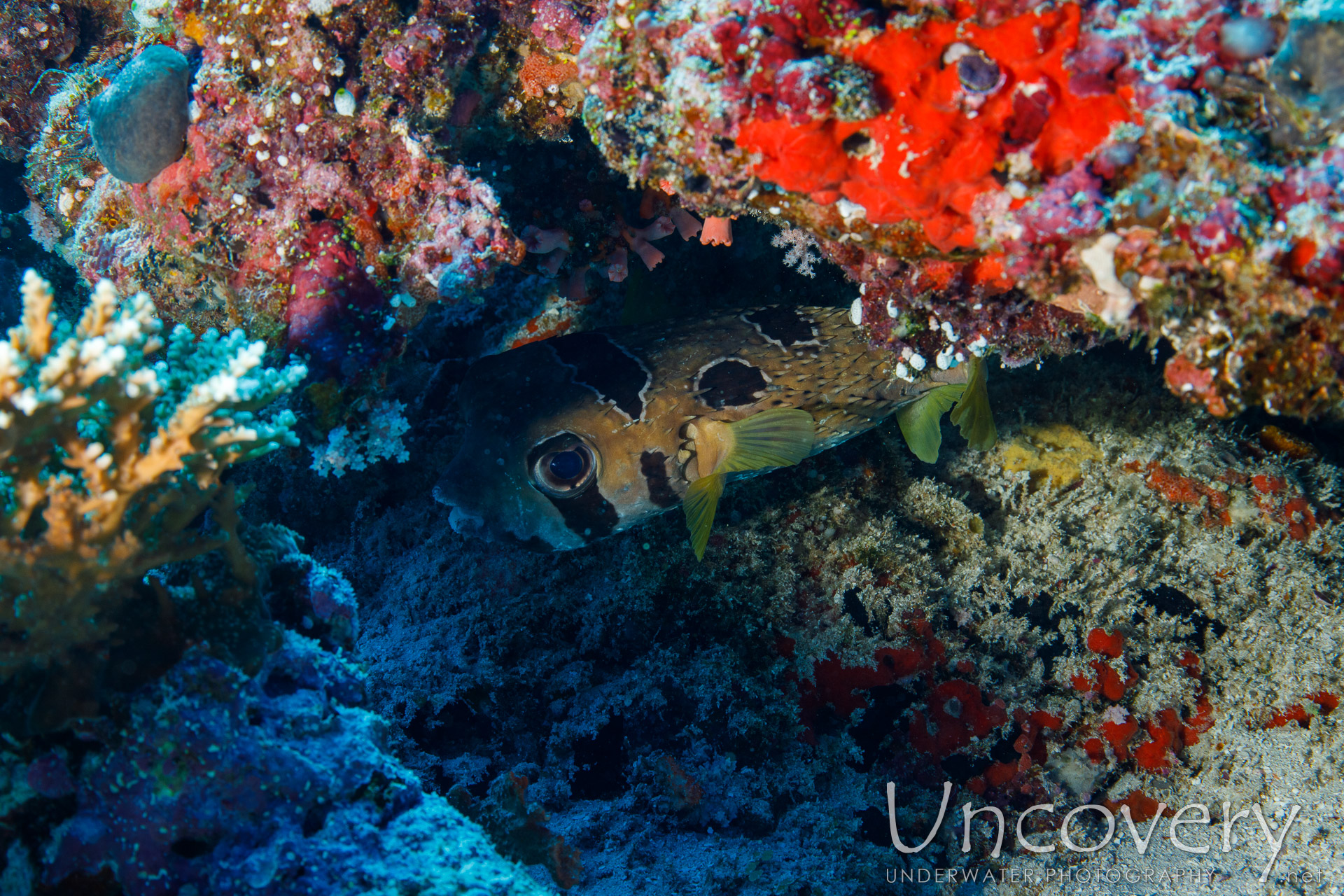 Porcupine Pufferfish (diodon Holocanthus), photo taken in Maldives, Male Atoll, South Male Atoll, Maafushi Beiru