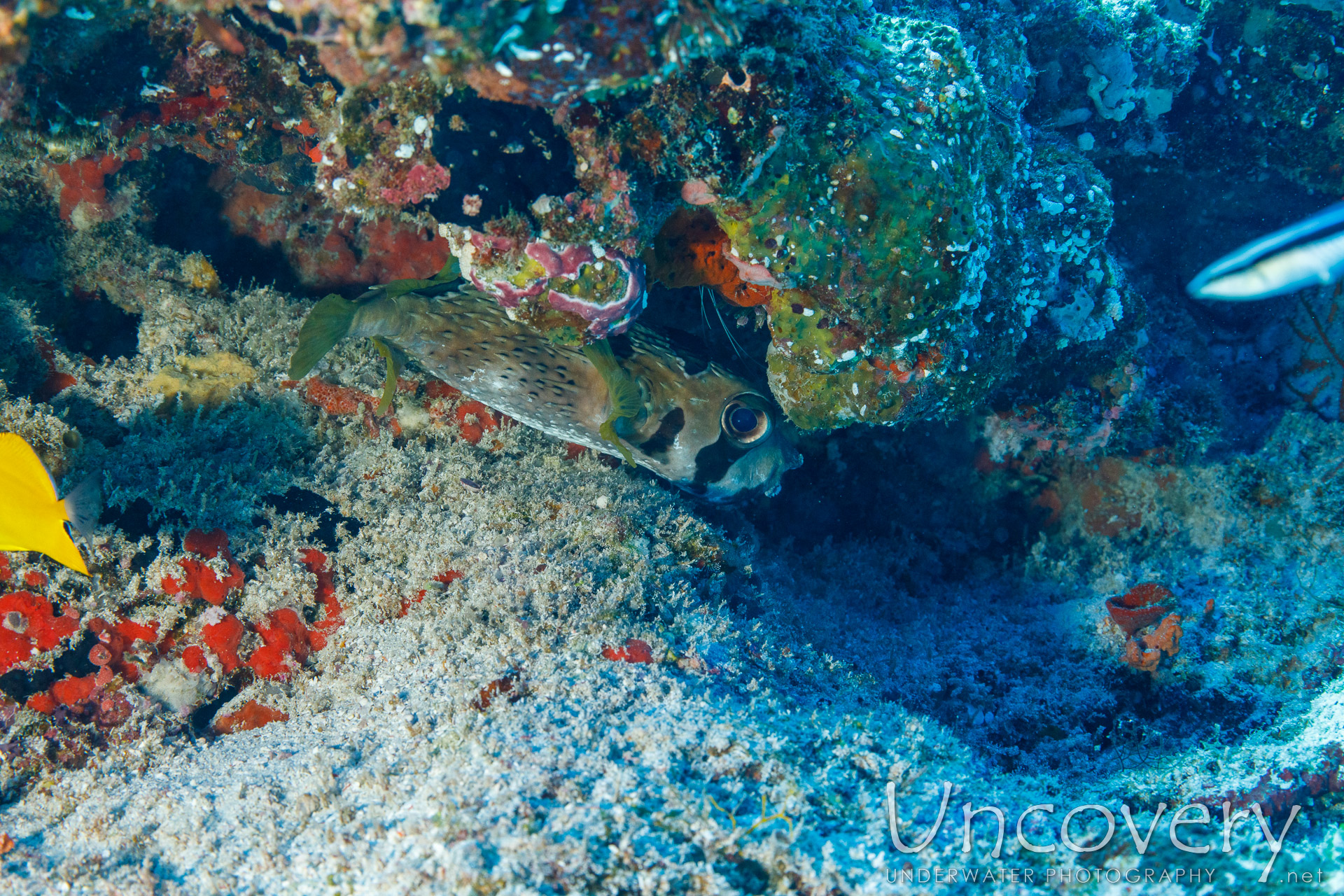 Porcupine Pufferfish (diodon Holocanthus), photo taken in Maldives, Male Atoll, South Male Atoll, Maafushi Beiru