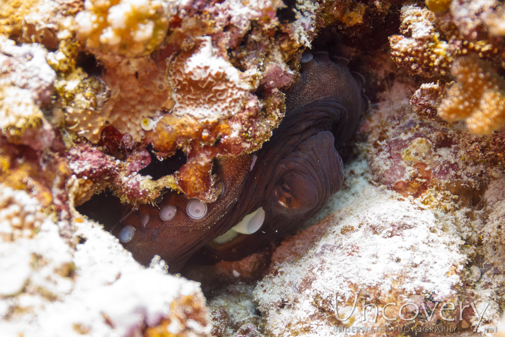 Day Octopus (octopus Cyanea), photo taken in Maldives, Male Atoll, South Male Atoll, Maafushi Beiru