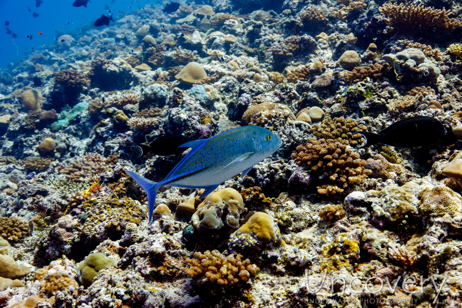 Bluefin Trevally (caranx Melampygus), photo taken in Maldives, Male Atoll, South Male Atoll, Maafushi Beiru