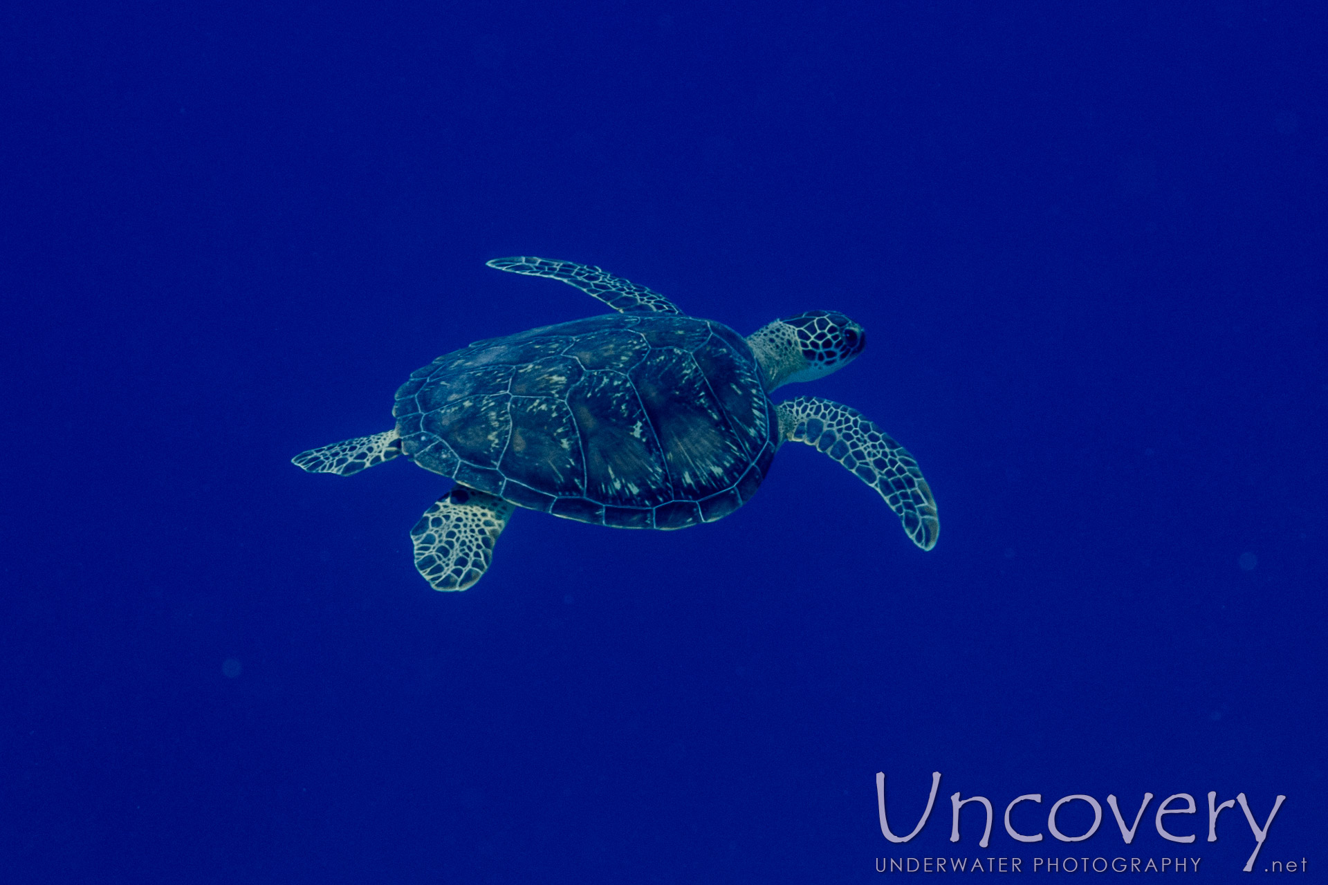 Hawksbill Sea Turtle (eretmochelys Imbricata), photo taken in Maldives, Male Atoll, South Male Atoll, Maafushi Beiru