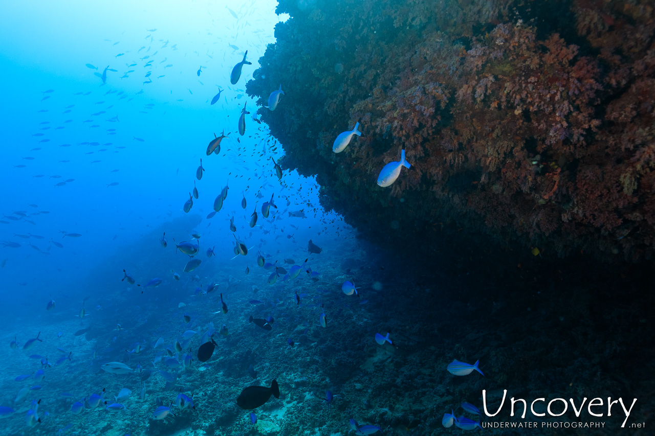 , photo taken in Maldives, Male Atoll, South Male Atoll, n/a