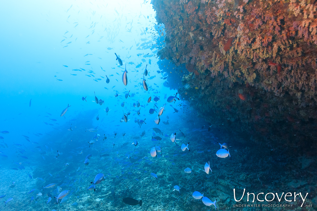 , photo taken in Maldives, Male Atoll, South Male Atoll, n/a