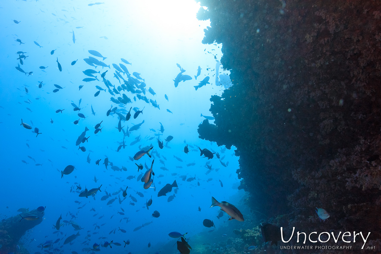 , photo taken in Maldives, Male Atoll, South Male Atoll, n/a