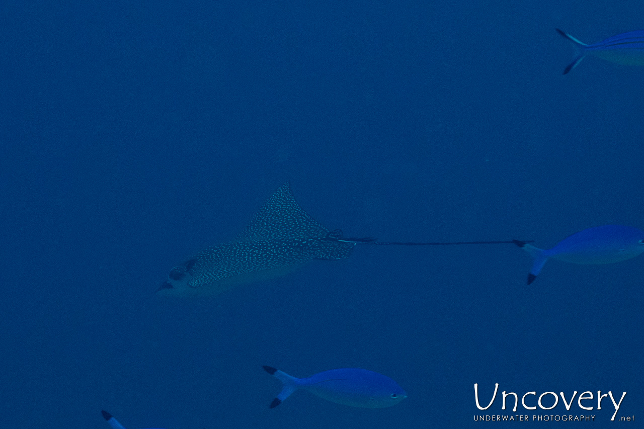 Ocellated Eagle Ray (aetobatus Ocellatus), photo taken in Maldives, Male Atoll, South Male Atoll, n/a