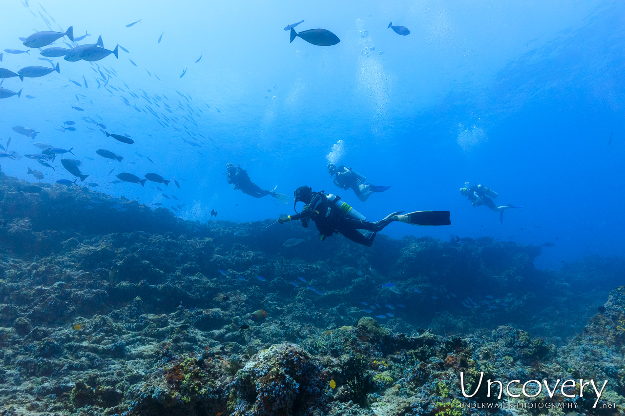 , photo taken in Maldives, Male Atoll, South Male Atoll, n/a