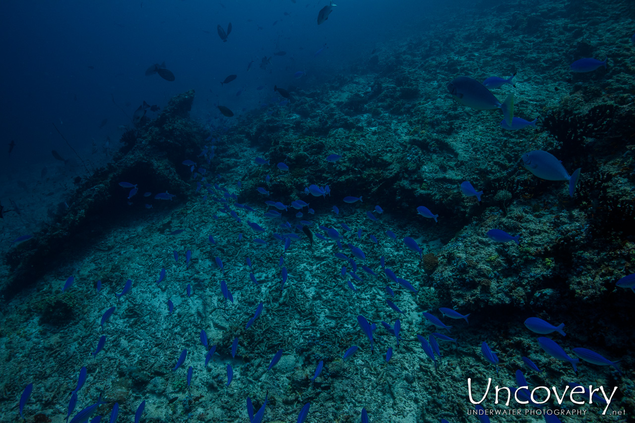 Lunar Fusilier (caesio Lunaris), photo taken in Maldives, Male Atoll, South Male Atoll, n/a