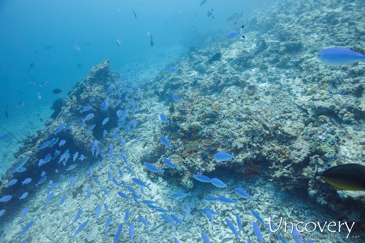 Lunar Fusilier (caesio Lunaris), photo taken in Maldives, Male Atoll, South Male Atoll, n/a