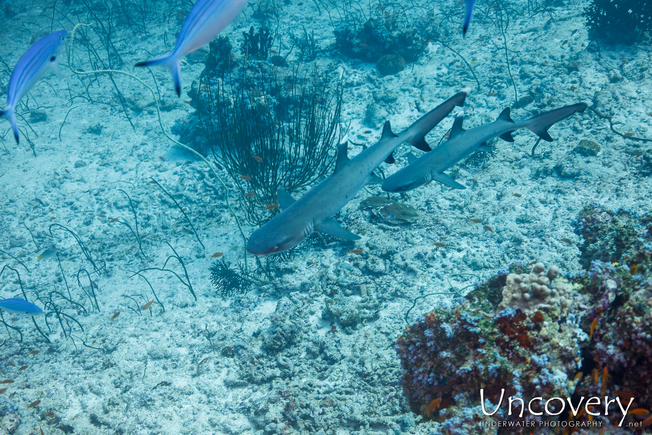 White Tip Reefshark (triaenodon Obesus), photo taken in Maldives, Male Atoll, South Male Atoll, n/a