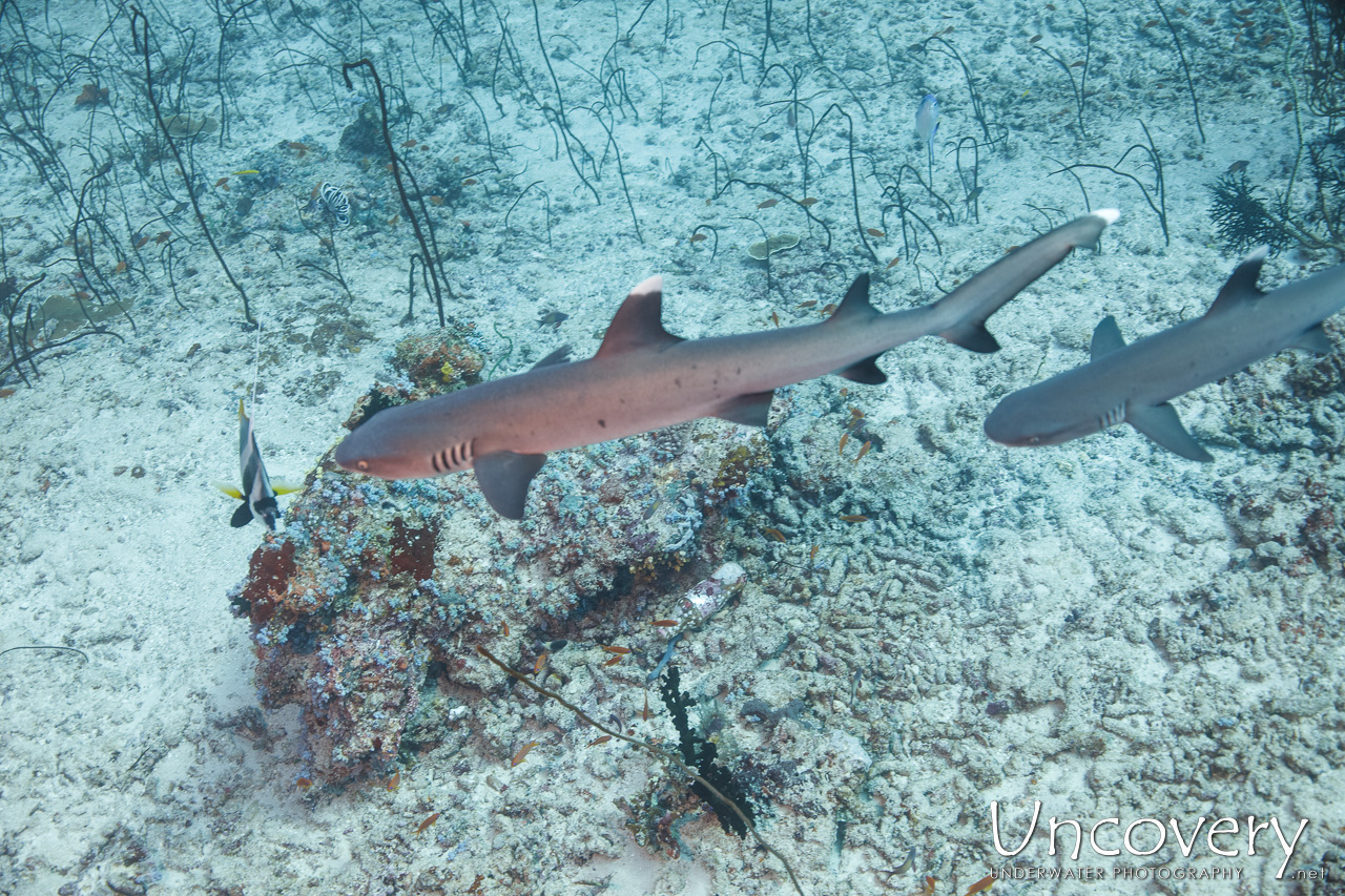 White Tip Reefshark (triaenodon Obesus), photo taken in Maldives, Male Atoll, South Male Atoll, n/a