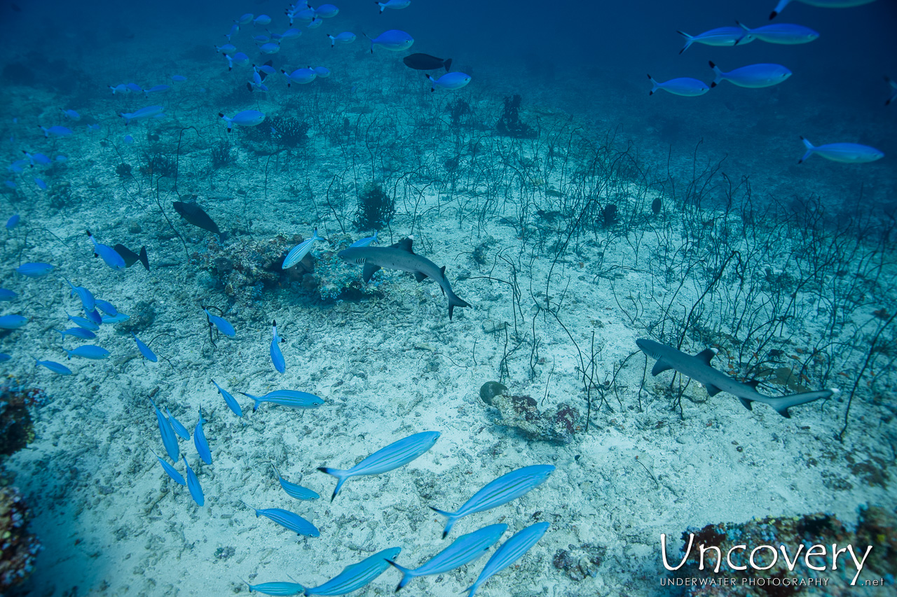 Lunar Fusilier (caesio Lunaris), White Tip Reefshark (triaenodon Obesus), photo taken in Maldives, Male Atoll, South Male Atoll, n/a