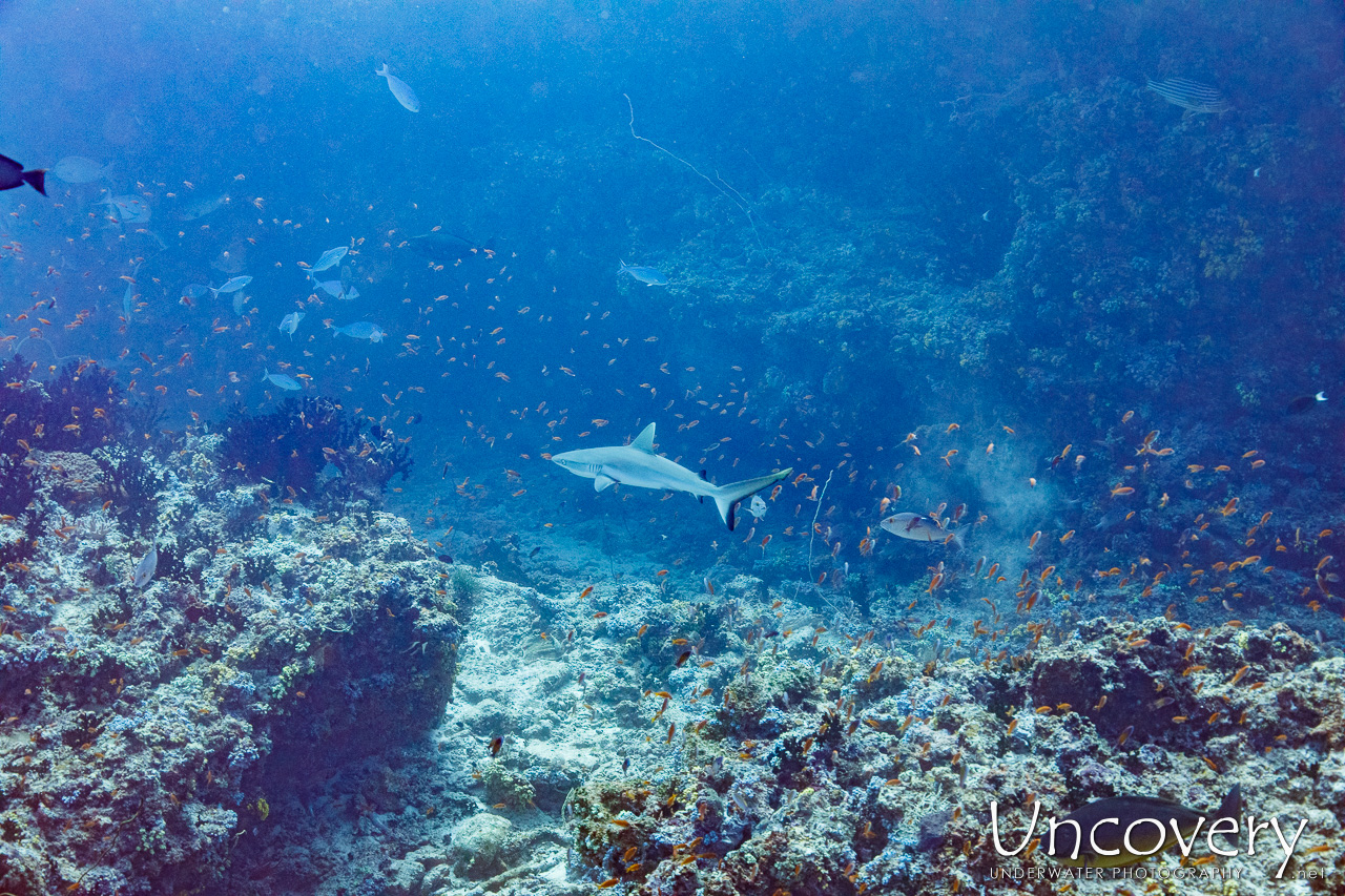 Grey Reefshark (carcharhinus Amblyrhynchos), photo taken in Maldives, Male Atoll, South Male Atoll, n/a