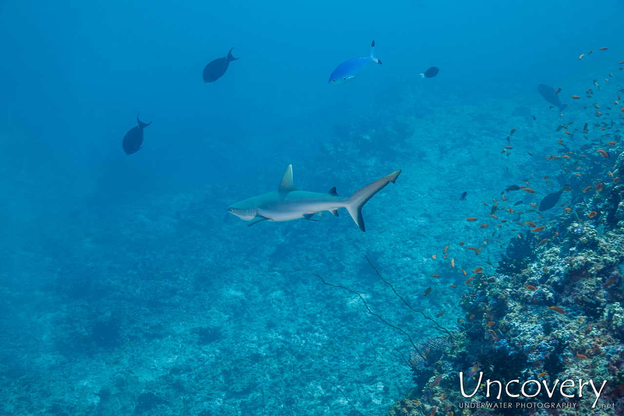 Grey Reefshark (carcharhinus Amblyrhynchos), photo taken in Maldives, Male Atoll, South Male Atoll, n/a