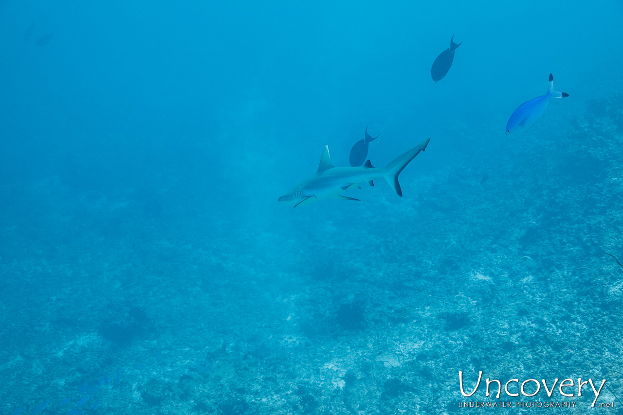 Grey Reefshark (carcharhinus Amblyrhynchos), photo taken in Maldives, Male Atoll, South Male Atoll, n/a