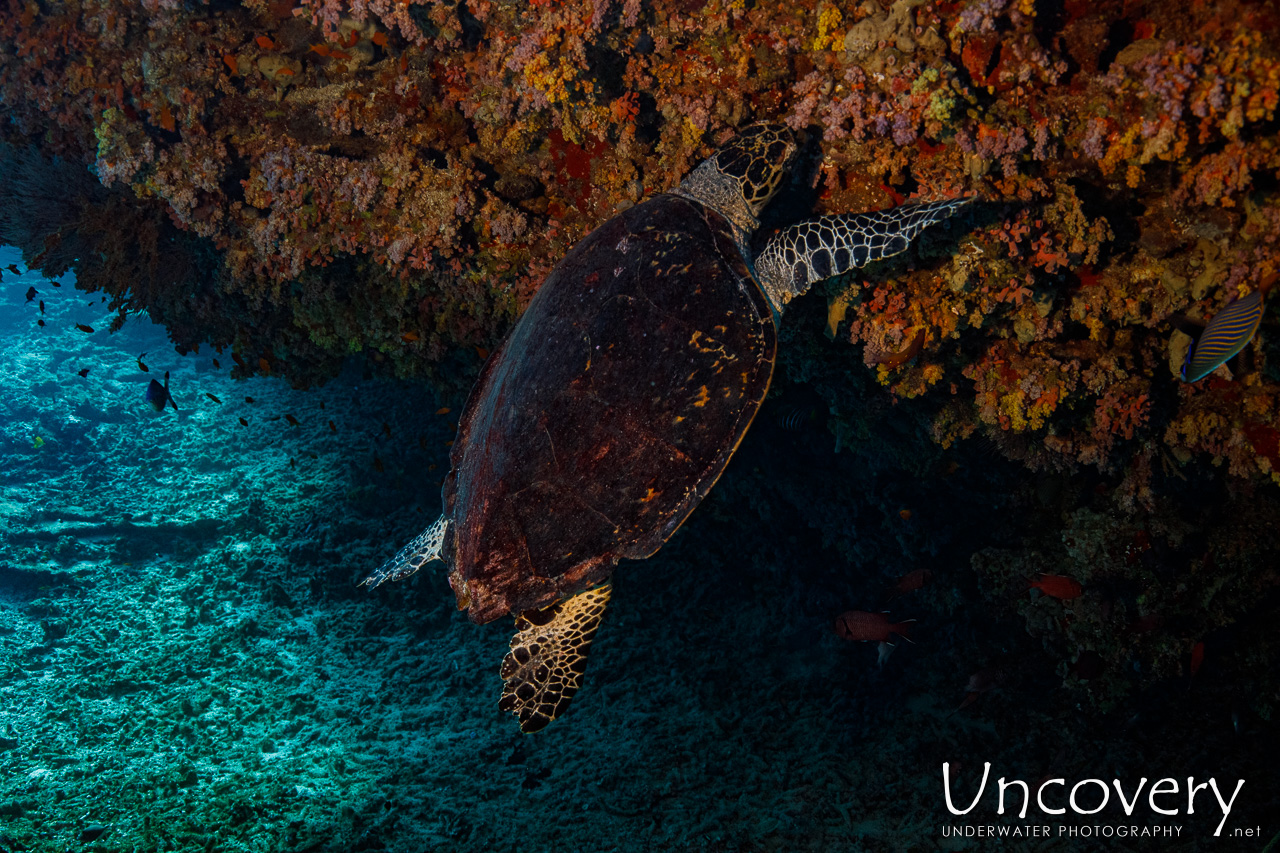 Hawksbill Sea Turtle (eretmochelys Imbricata), photo taken in Maldives, Male Atoll, South Male Atoll, n/a