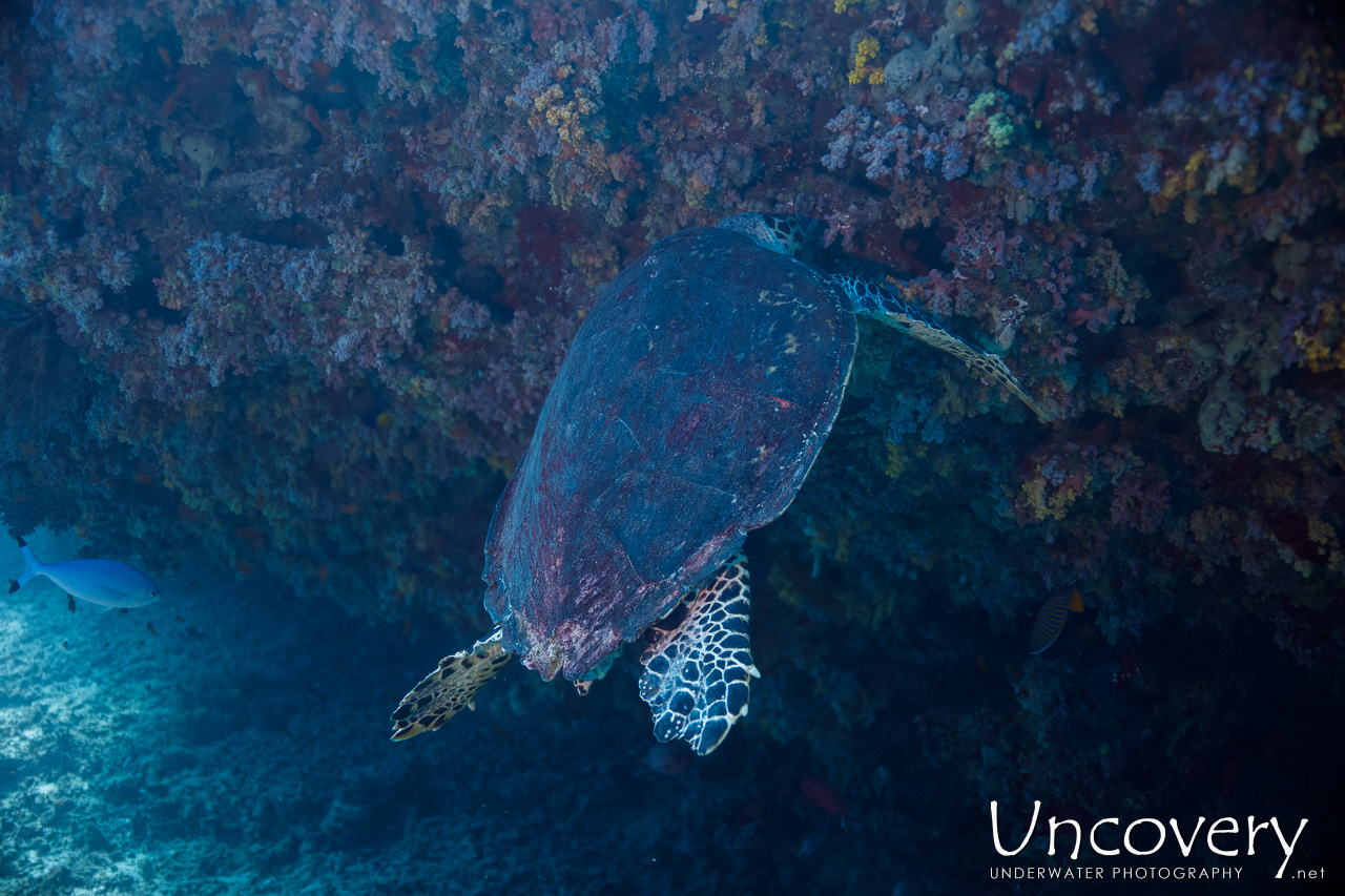 Hawksbill Sea Turtle (eretmochelys Imbricata), photo taken in Maldives, Male Atoll, South Male Atoll, n/a