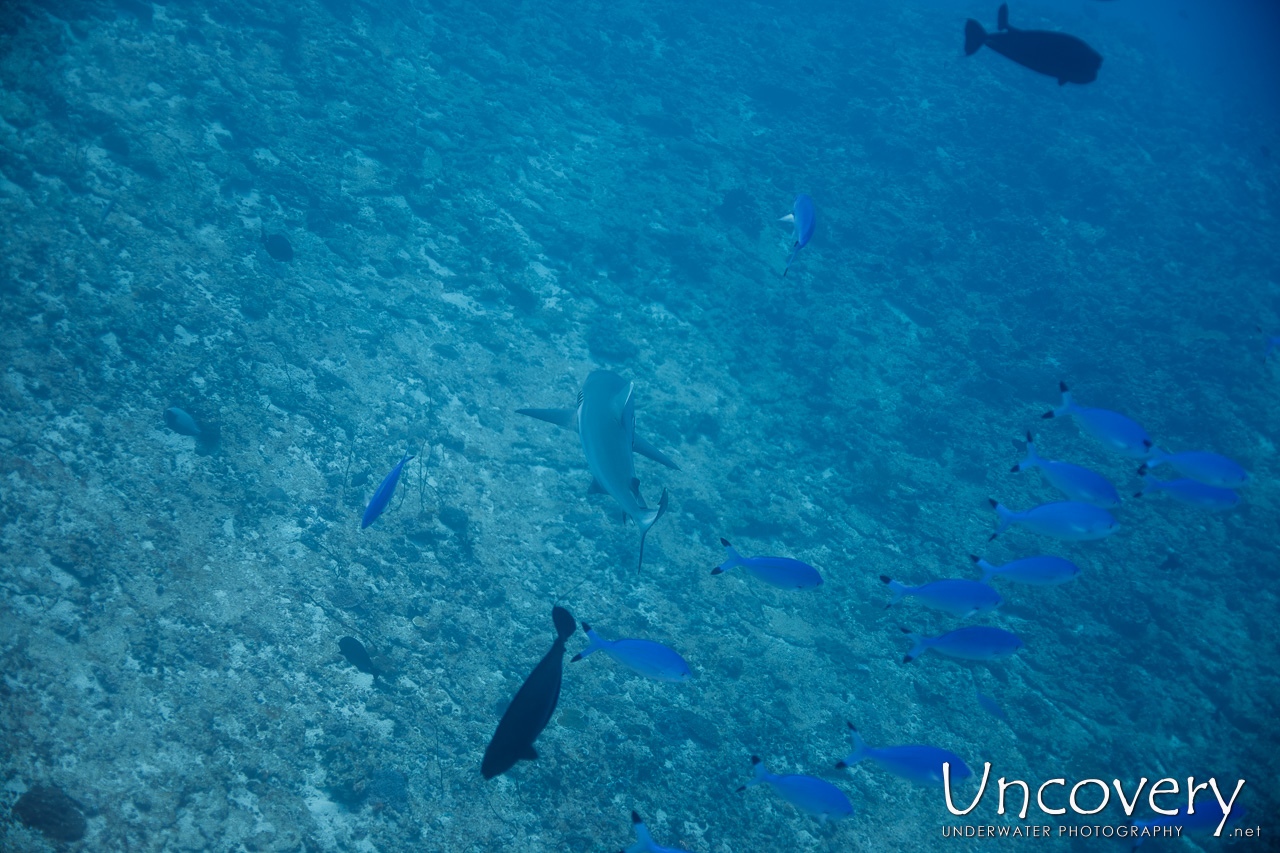 Grey Reefshark (carcharhinus Amblyrhynchos), photo taken in Maldives, Male Atoll, South Male Atoll, n/a