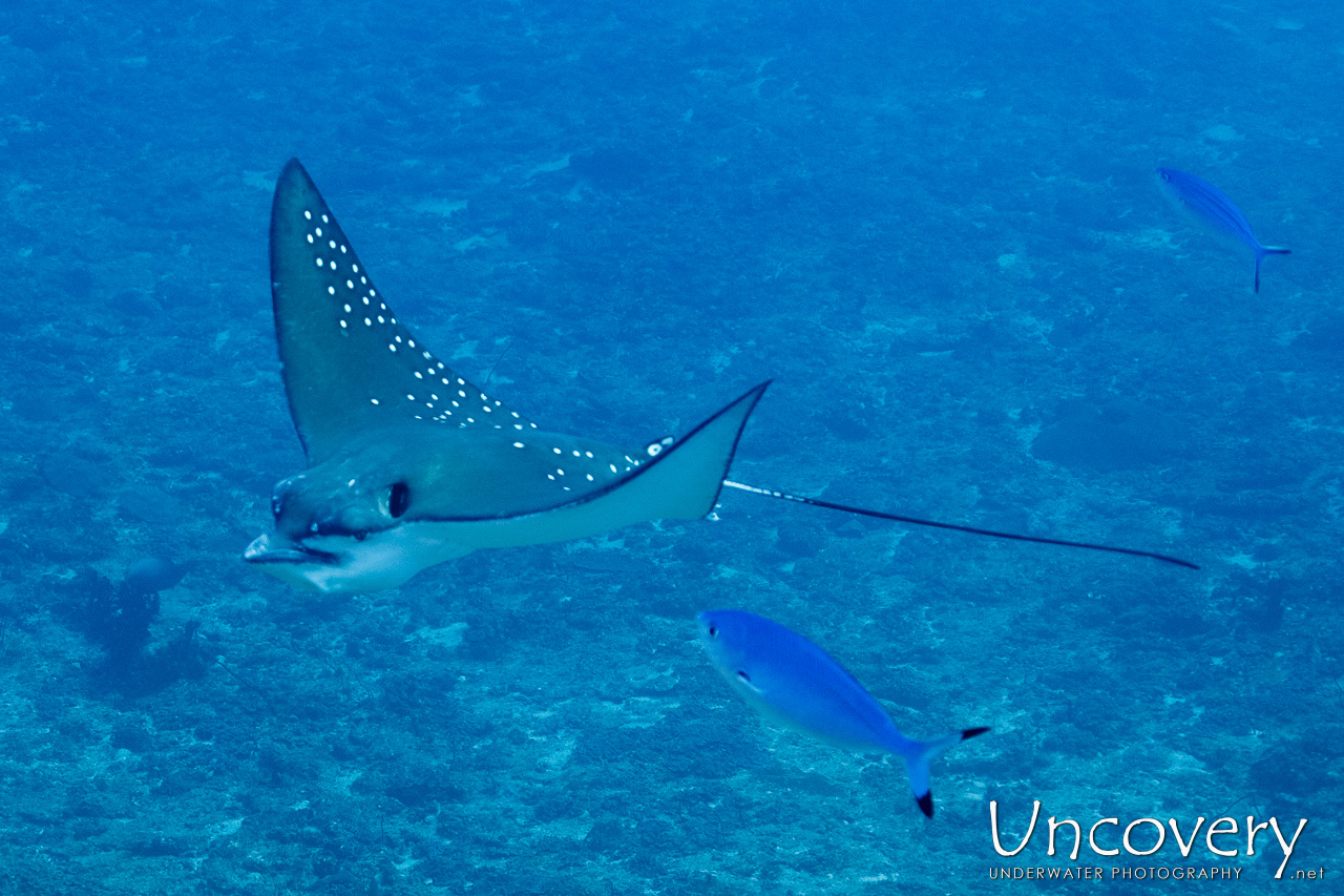 Ocellated Eagle Ray (aetobatus Ocellatus), photo taken in Maldives, Male Atoll, South Male Atoll, n/a