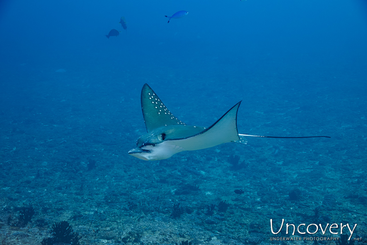 Ocellated Eagle Ray (aetobatus Ocellatus), photo taken in Maldives, Male Atoll, South Male Atoll, n/a