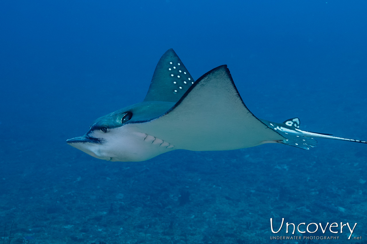 Ocellated Eagle Ray (aetobatus Ocellatus), photo taken in Maldives, Male Atoll, South Male Atoll, n/a