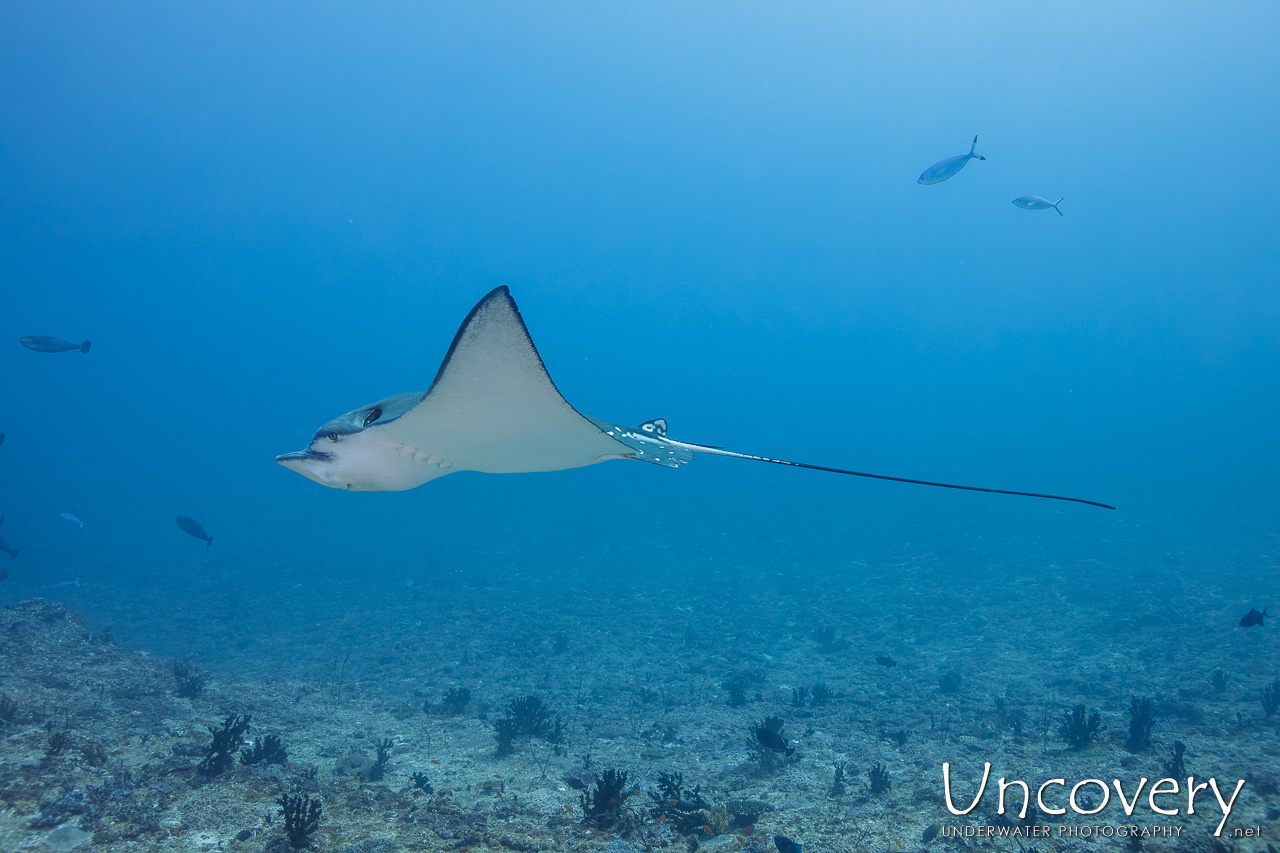 Ocellated Eagle Ray (aetobatus Ocellatus), photo taken in Maldives, Male Atoll, South Male Atoll, n/a