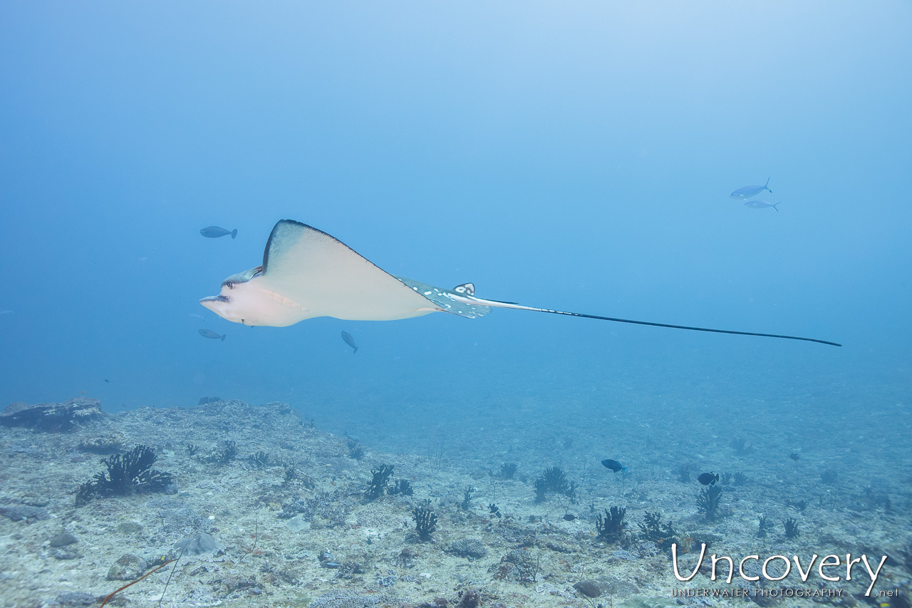 Ocellated Eagle Ray (aetobatus Ocellatus), photo taken in Maldives, Male Atoll, South Male Atoll, n/a