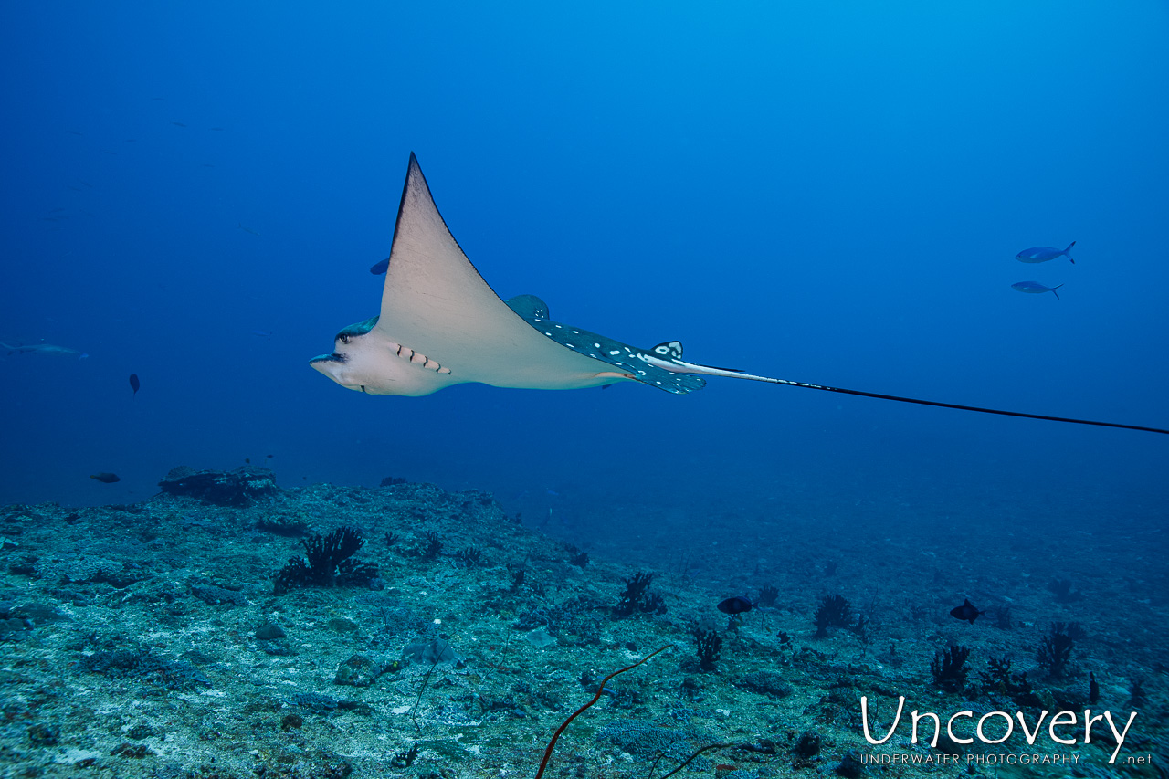 Ocellated Eagle Ray (aetobatus Ocellatus), photo taken in Maldives, Male Atoll, South Male Atoll, n/a
