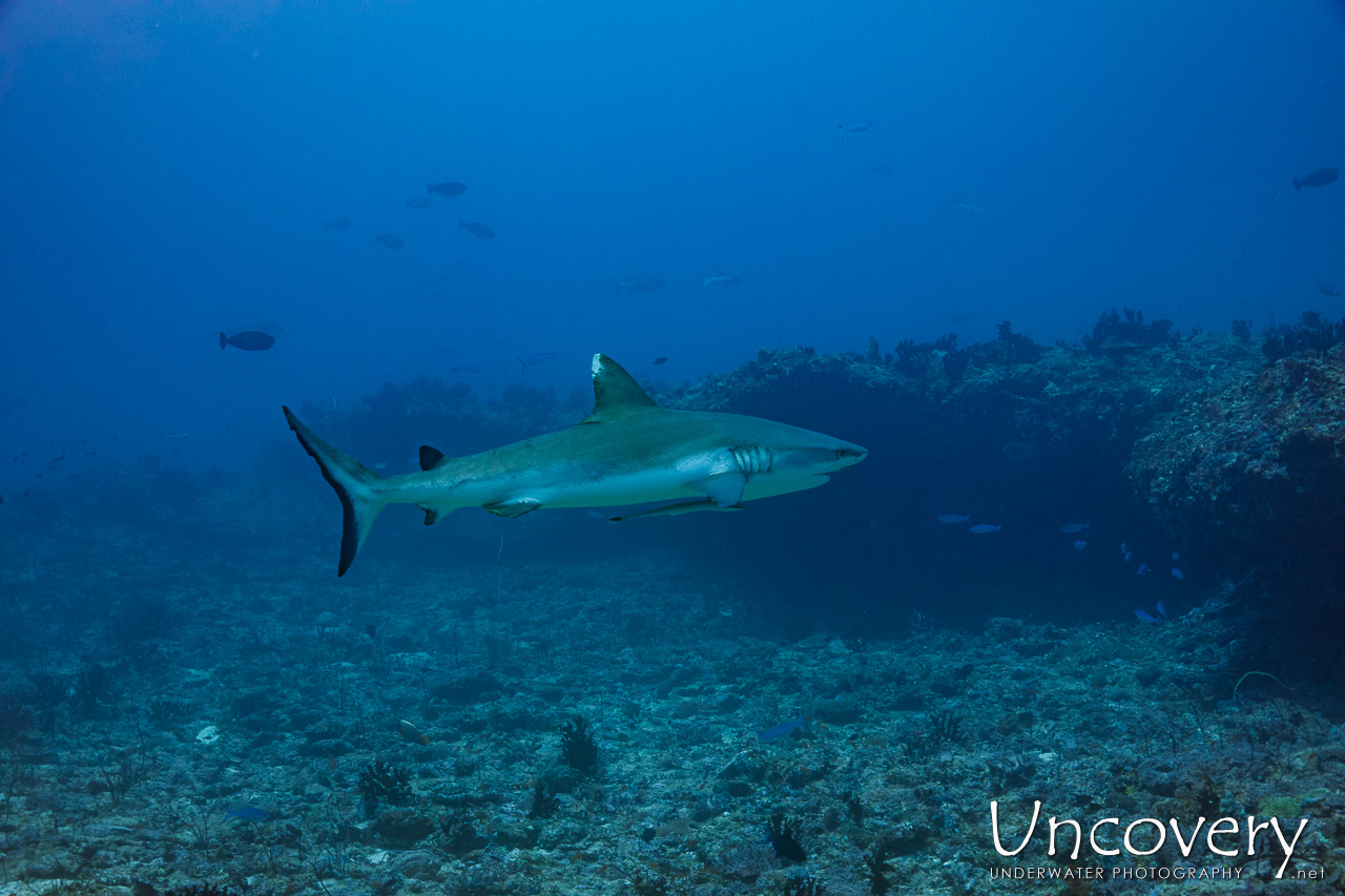 Grey Reefshark (carcharhinus Amblyrhynchos), photo taken in Maldives, Male Atoll, South Male Atoll, n/a