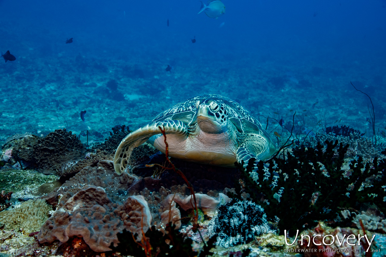 Green Sea Turtle (chelonia Mydas), photo taken in Maldives, Male Atoll, South Male Atoll, n/a