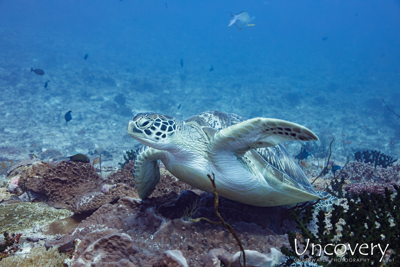 Green Sea Turtle (chelonia Mydas), photo taken in Maldives, Male Atoll, South Male Atoll, n/a