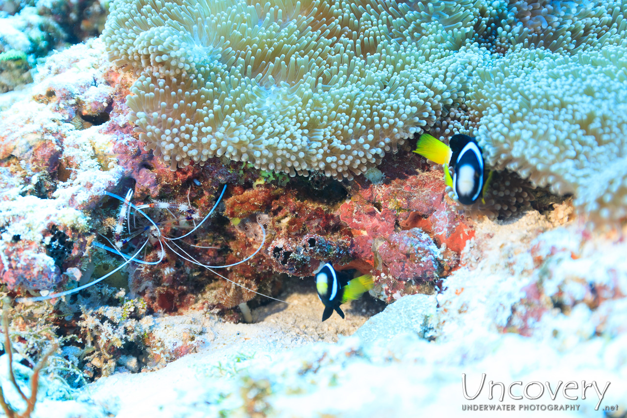 , photo taken in Maldives, Male Atoll, South Male Atoll, Velhigandu Beiru