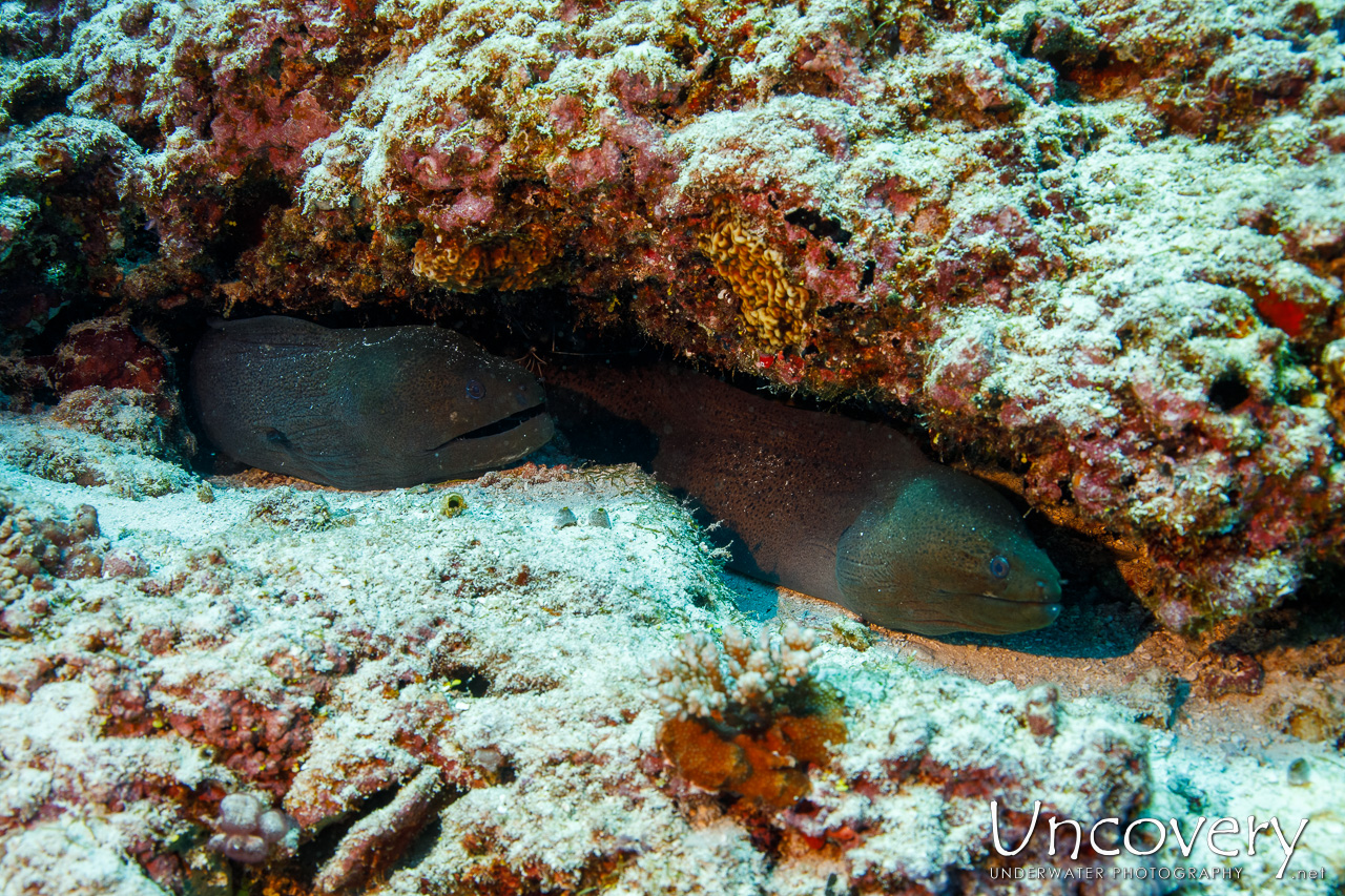 Giant Moray (gymnothorax Javanicus), photo taken in Maldives, Male Atoll, South Male Atoll, Velhigandu Beiru