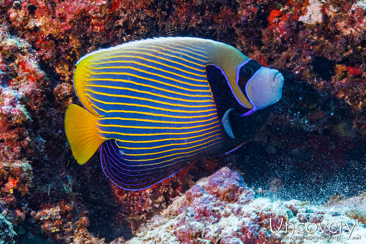 Emperor Angelfish (pomacanthus Imperator), photo taken in Maldives, Male Atoll, South Male Atoll, Velhigandu Beiru