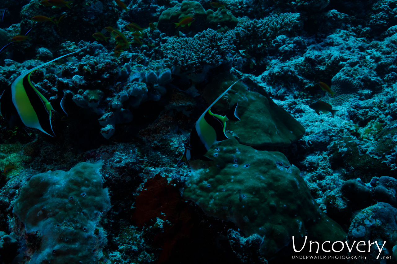 Moorish Idol (zanclus Cornutus), photo taken in Maldives, Male Atoll, South Male Atoll, Velhigandu Beiru
