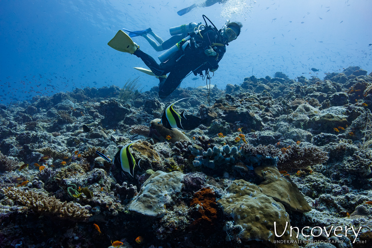 Moorish Idol (zanclus Cornutus), photo taken in Maldives, Male Atoll, South Male Atoll, Velhigandu Beiru