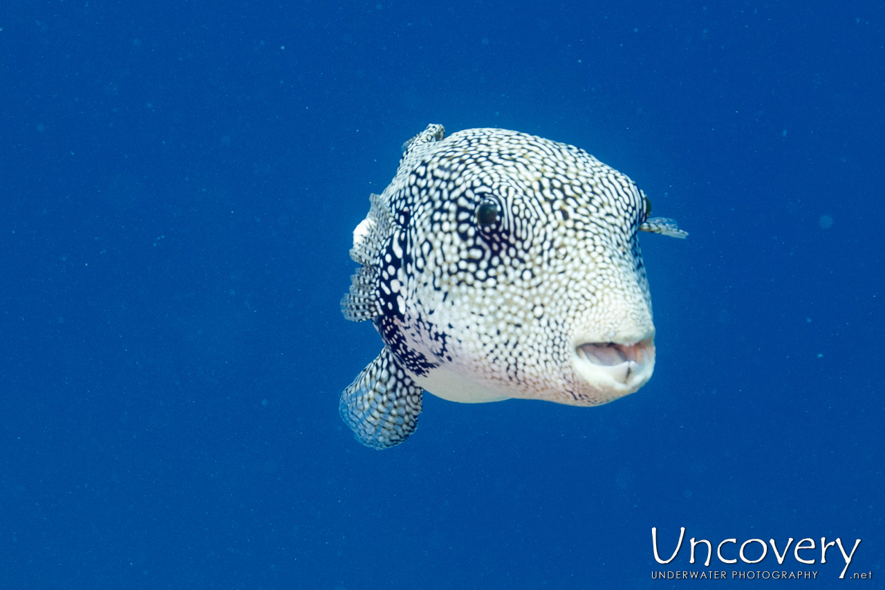 Blue-spotted Puffer (arothron Caeruleopunctatus), photo taken in Maldives, Male Atoll, South Male Atoll, Velhigandu Beiru