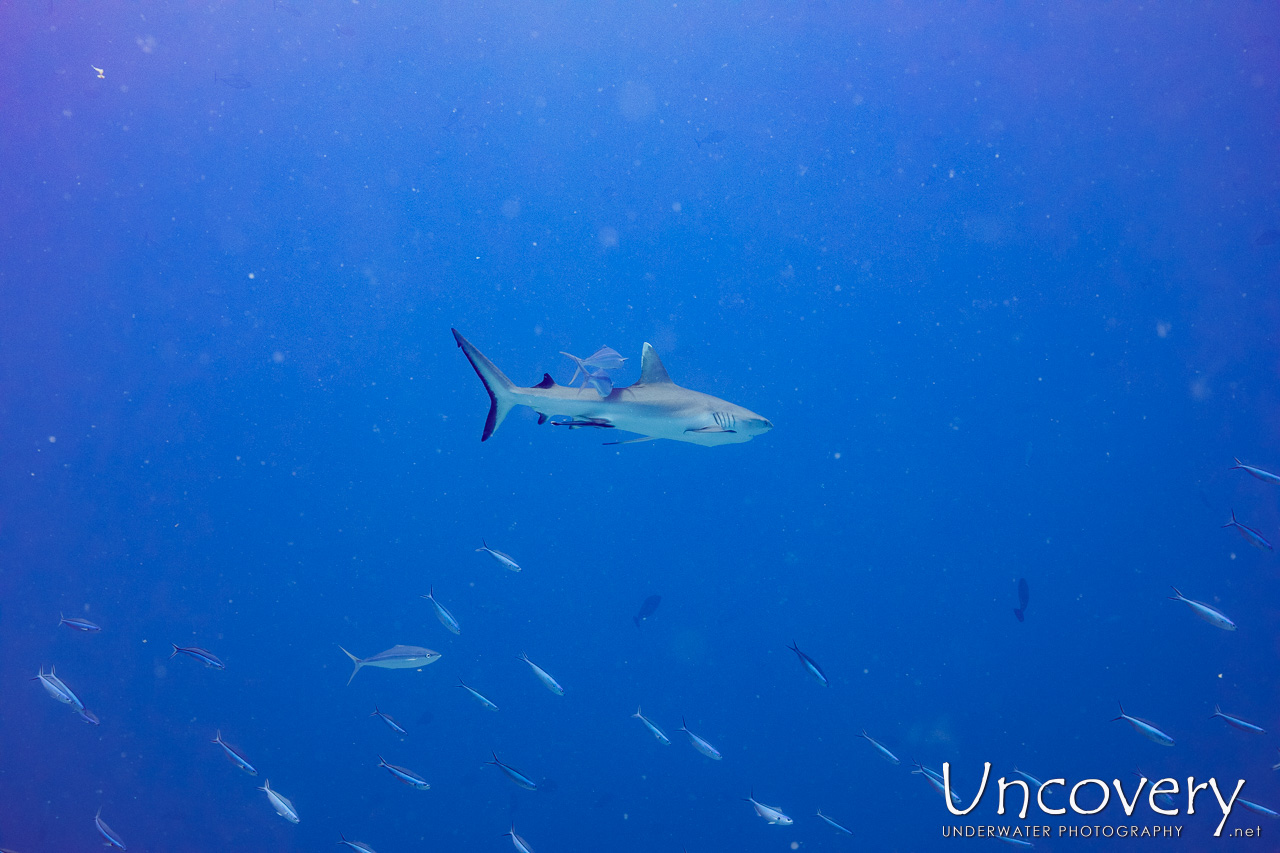 Grey Reefshark (carcharhinus Amblyrhynchos), photo taken in Maldives, Male Atoll, South Male Atoll, Velhigandu Beiru