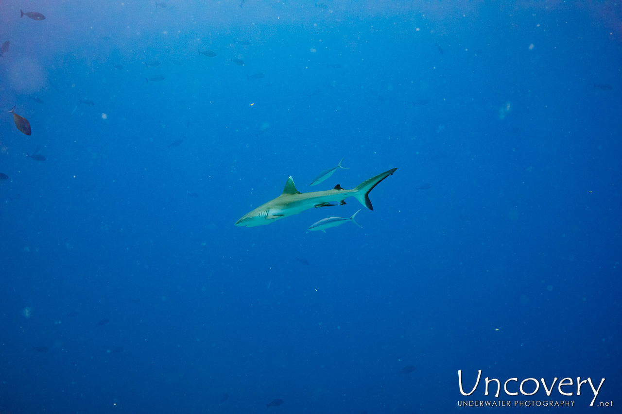 Grey Reefshark (carcharhinus Amblyrhynchos), photo taken in Maldives, Male Atoll, South Male Atoll, Velhigandu Beiru