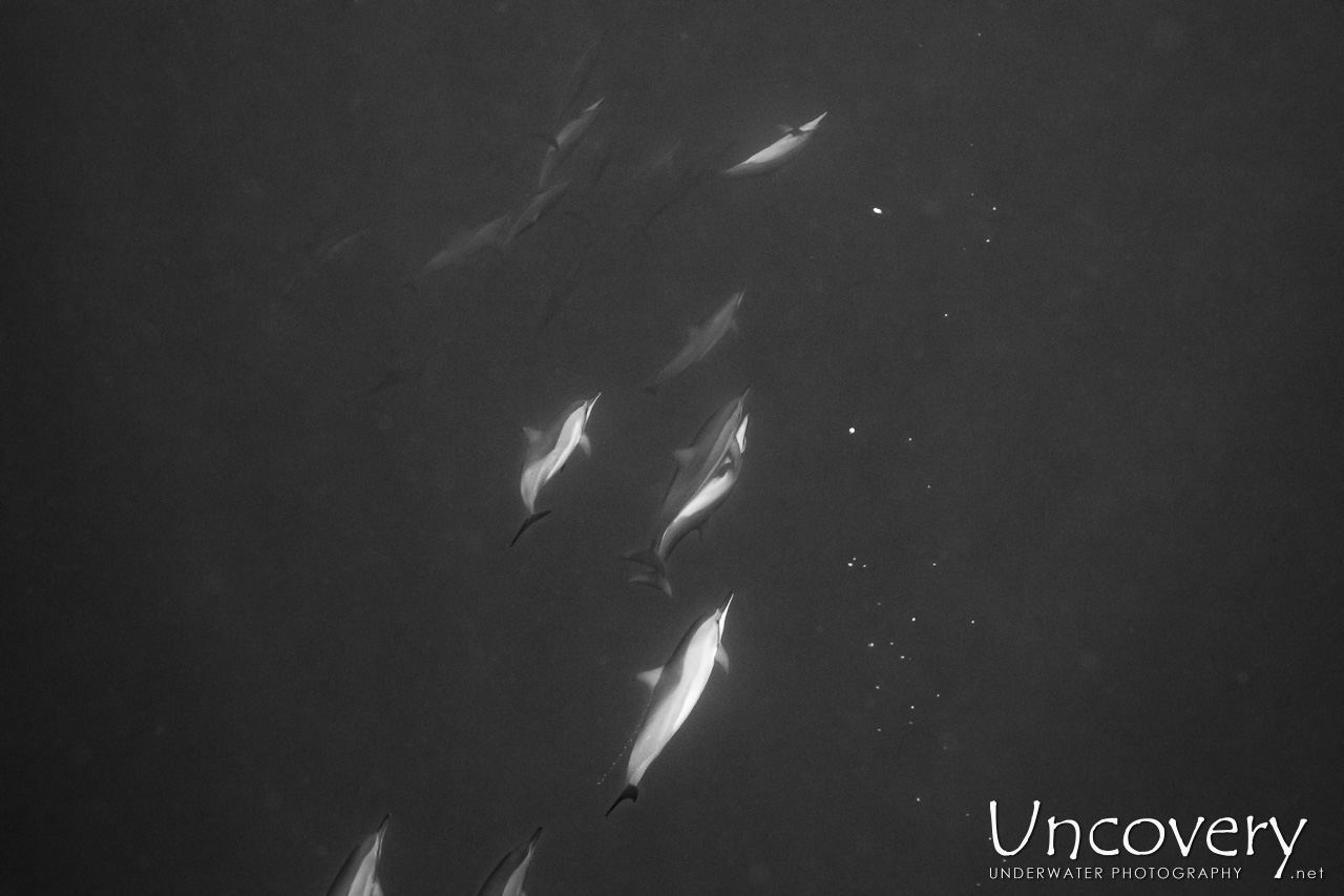 Spinner Dolphin (stenella Longirostris), photo taken in Maldives, Male Atoll, South Male Atoll, Cocoa Corner