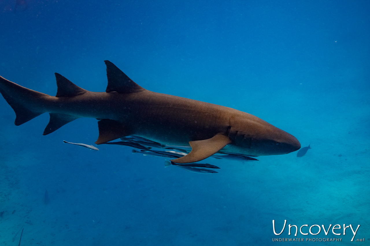 Tawny Nurse Shark (nebrius Ferrugineus), photo taken in Maldives, Male Atoll, South Male Atoll, n/a