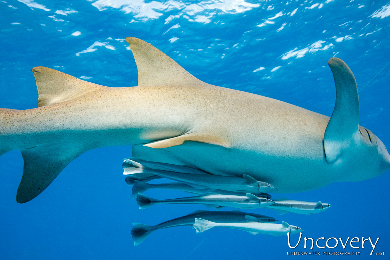 Tawny Nurse Shark (nebrius Ferrugineus), photo taken in Maldives, Male Atoll, South Male Atoll, n/a