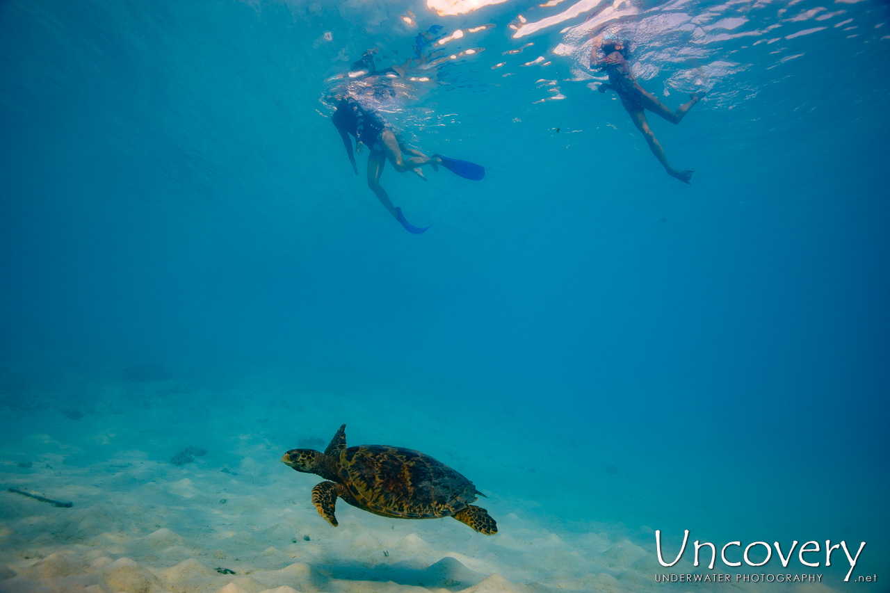 Hawksbill Sea Turtle (eretmochelys Imbricata), photo taken in Maldives, Male Atoll, South Male Atoll, n/a